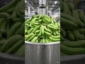 Inside a Banana Chips Factory | From Green Bananas to Crispy Chips #food #farming#viral #viralvideo
