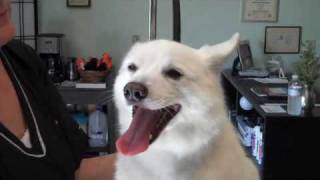 Meet: "Jack" Wine Country  Pet Spa Pet Grooming Livermore, C