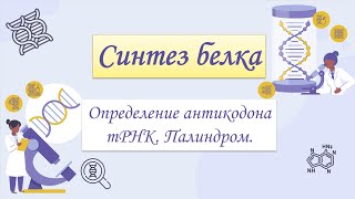 картинка: ЕГЭ Биология. Синтез белка. Решение задач. Определение антикодона тРНК. Палиндром