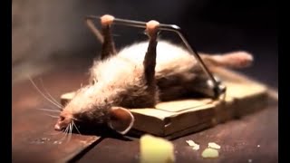 The mouse doing pushup & getting ready for Ganesh Chaturthi 2022 |Funny Videos| Mouse vs Cat|