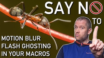 FLASH MACRO Photography Crucial SKILL: Balancing Flash & Ambient Light