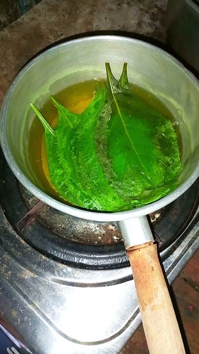 Perbedaan daun afrika dan daun sambung nyawa #daunafrika #daunsambungnyawa