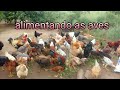 Minhas aves, pavões, galinhas e galinhas d'angola