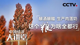 酿酒酿醋，生产肉蛋奶，这个粮为啥全都行？「中国经济大讲堂」 20221120 | CCTV财经