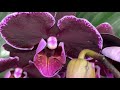 Свеженькие орхидеи в Оби ! Бомонд, Алабастер, Викторио, Крис!! Садовый рай))
