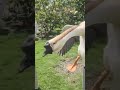pure breed african geese in lusaka zambia at omar farms