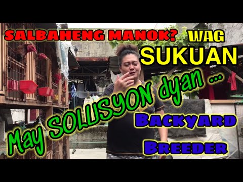 TIPS PARA PAAMUHEN  ang SALBAHENG MANOK / PATOK NA TIPS