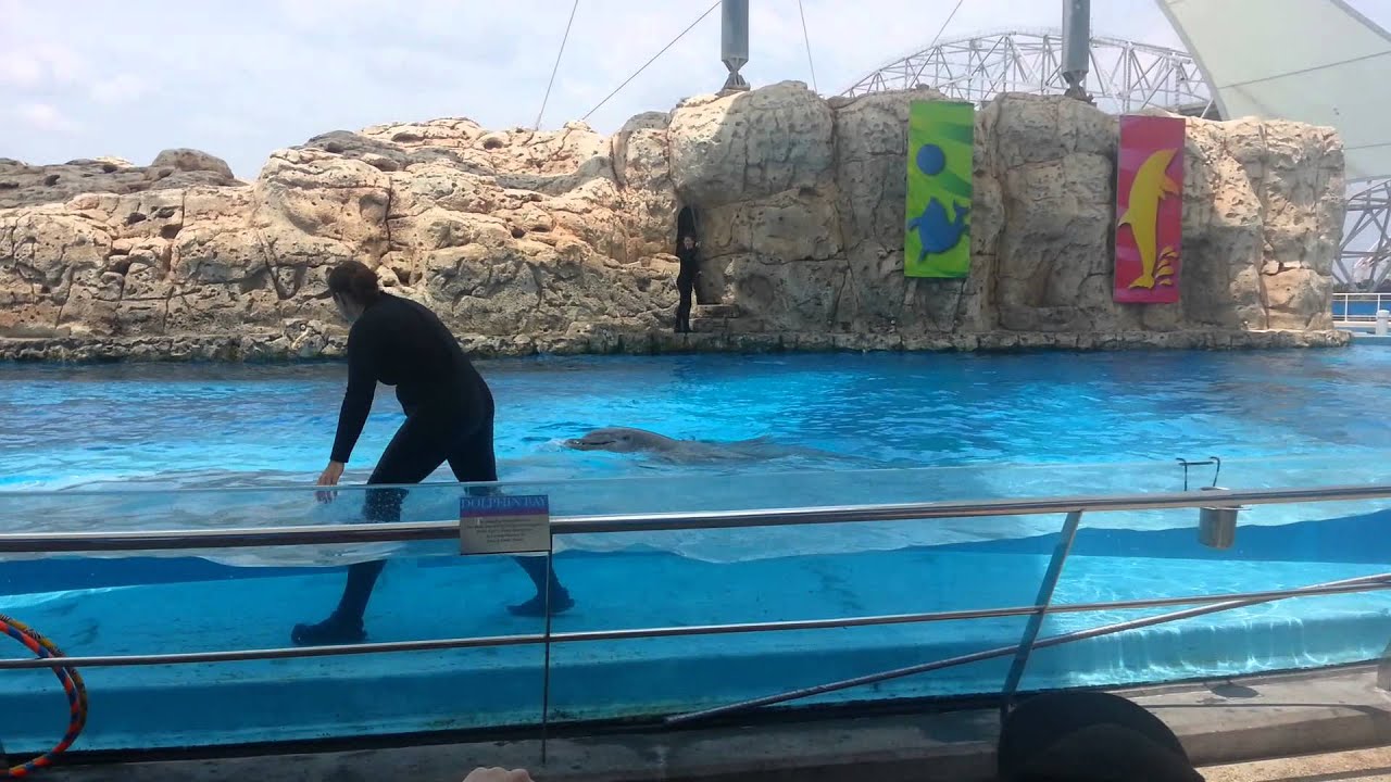 Dolphin show in Corpus Christi YouTube