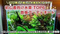 公式 Aquashop Wasabi 水草チャンネル