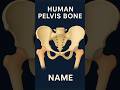 Pelvis Bone Name | Human Anatomy Explained #anatomy #bonesname #pelvis