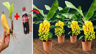 Summary of 3 extremely effective methods of propagating banana plants using COCA COLA and BEER
