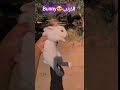 الارنبBunny 