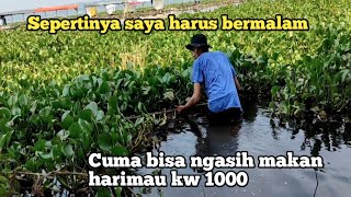 Agar banyak dapat ikan sepertinya saya harus mancing dan bermalam