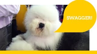 Old English Sheep Dog - SWAGGER! by Petful on YouTube 16,693 views 10 years ago 3 minutes