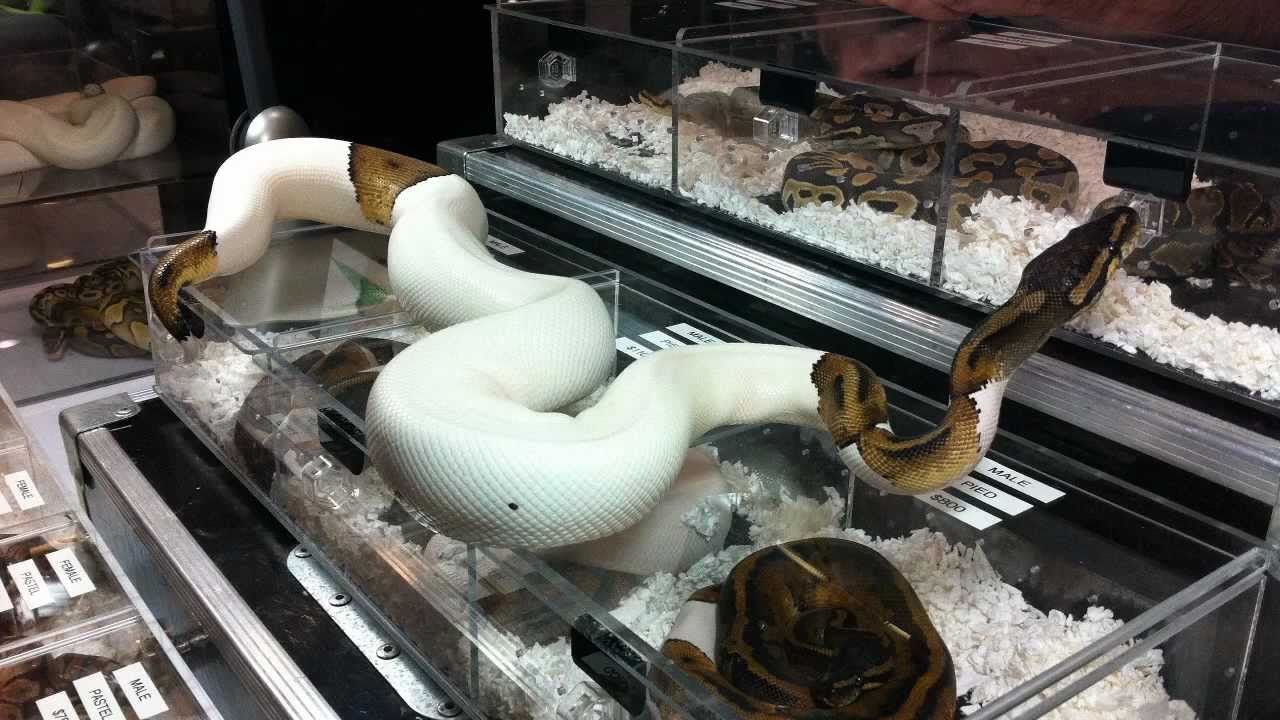 Sacramento Reptile Show 2011 *MUST SEE* Venomous Display - YouTube
