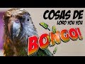 LORO YOU YOU (Senegal) Bongo!❗ PUEDE HABLAR❓ Hablando, Cantando, Trucos...