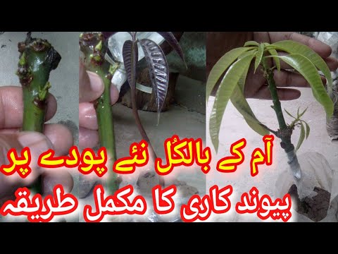 How To Graft Mango Tree In Pakistan Urdu Hindi/Mango Grafting