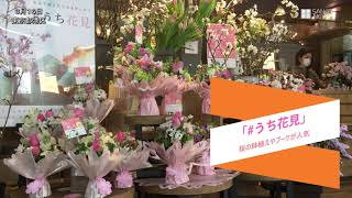 新型コロナ感染拡大　うち花見