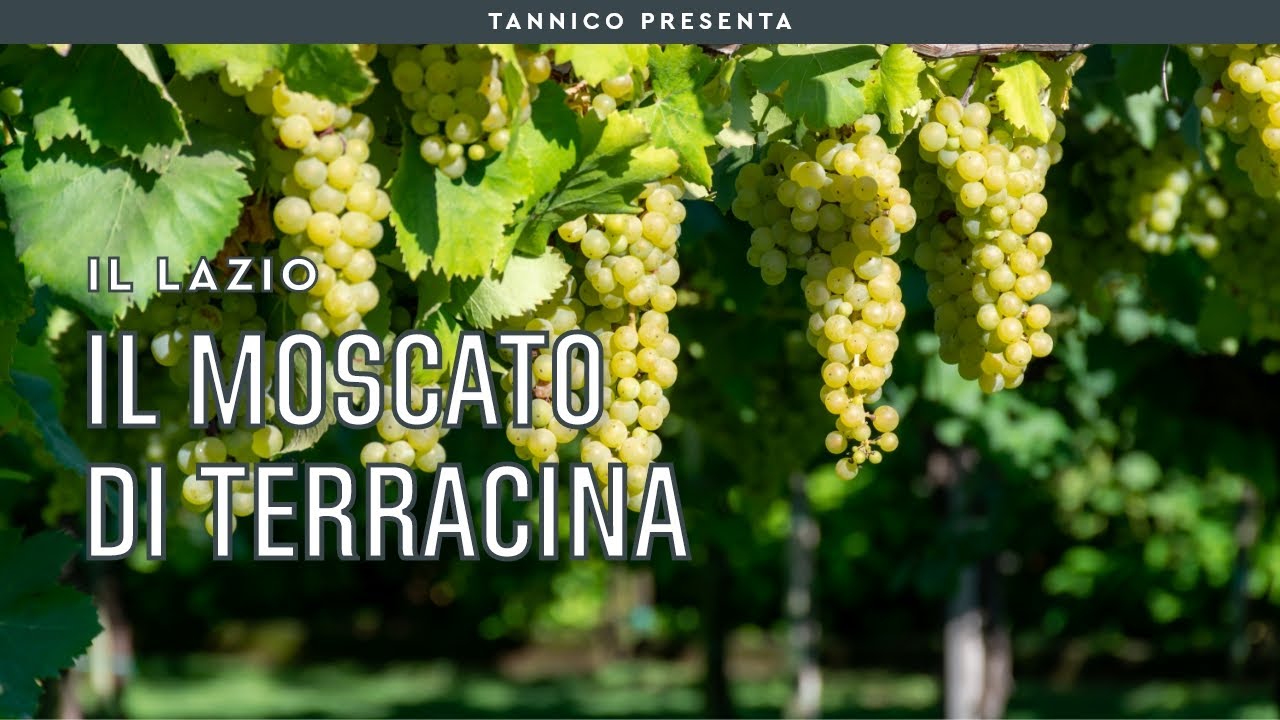 Il Moscato di Terracina e i vini di Cantina Sant'Andrea | Tannico