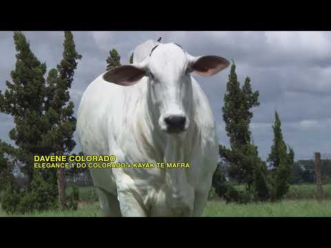 Lote 103 - Elegance 1 do Colorado   ORM 5814