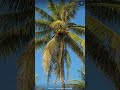Coconuts Kill More People Than Sharks Every Year