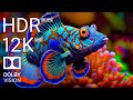 Aquarium 12k 60 ips ultra  beau coral reef fish  musique cinmatographique inspirante