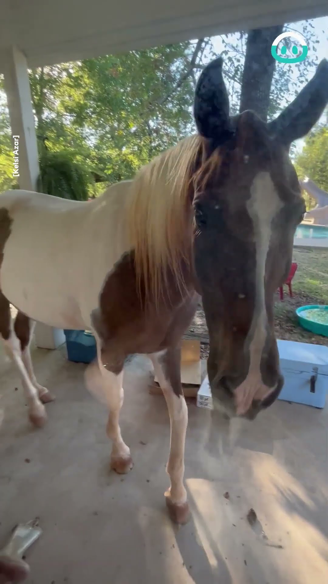 Horse Comes Home For Dinnertime || ViralHog