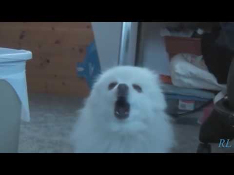 bark till you're dead bork DOG Original remix