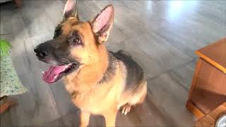 What Walcott the German shepherd dog has to do when he wants to come in the house