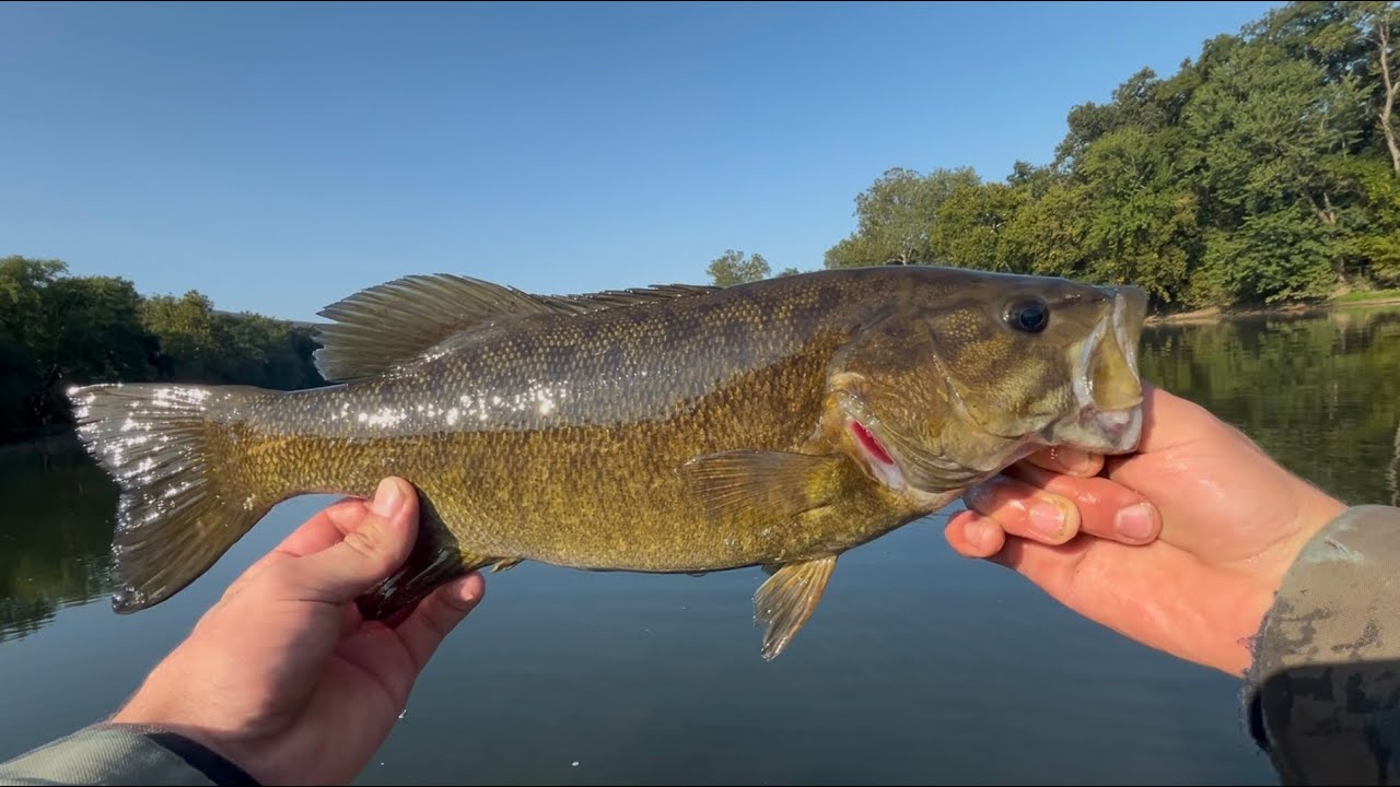 Sight fishing smallmouth bass clip