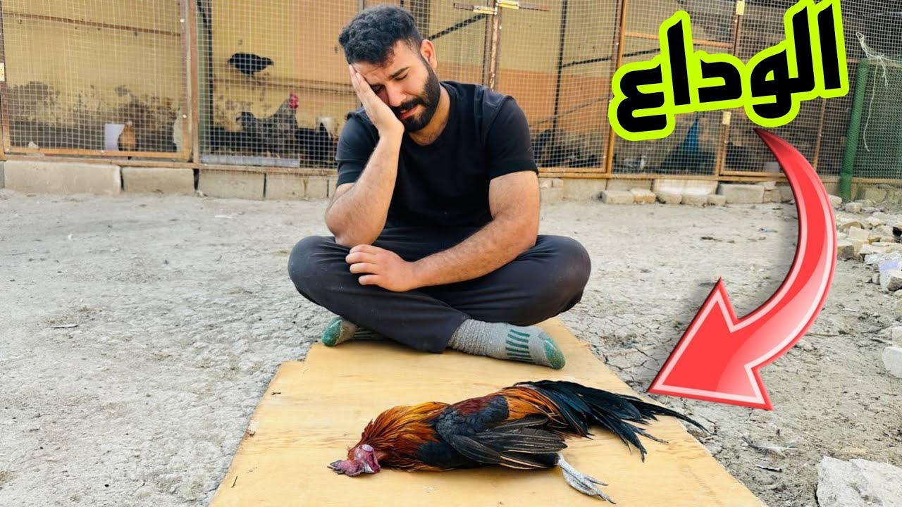 كارثه تصيب المزرعة 😭