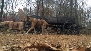 Another Chance For Animals Evansville Indiana With 2 Traveling Dogs