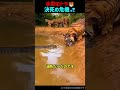 【トラが水を飲んでいて死の淵に立たされた理由】