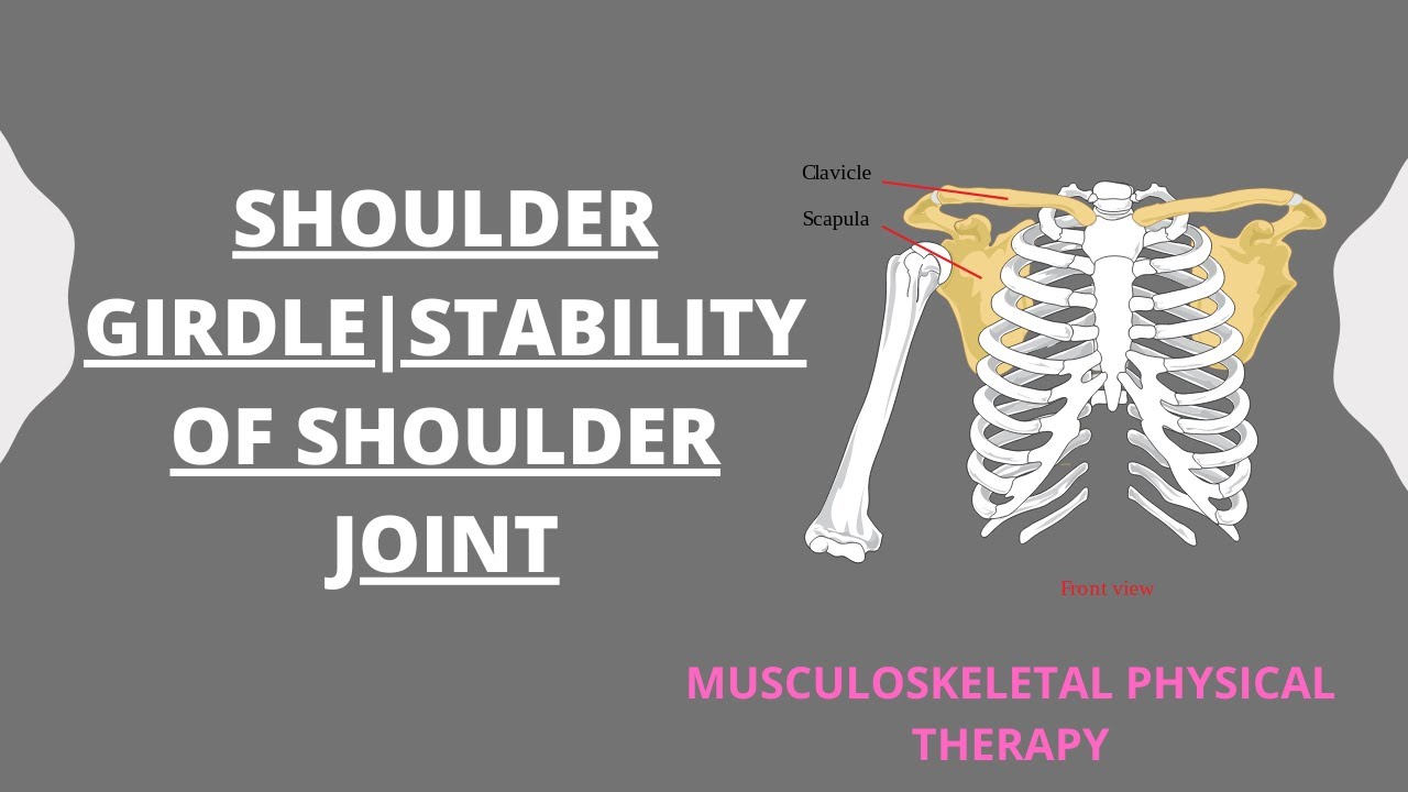 Shoulder Girdle|Joints Of Shoulder Complex|Stability Of Shoulder ...