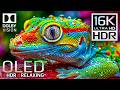 Ultimate OLED HDR Test: Dolby Vision 16K 240 FPS 🌟