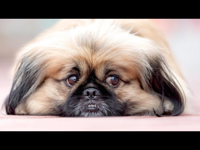 Pekingese Dog Amazing Facts In Hindi Animal Channel Hindi Pekingese Dog Amazing Facts In Hindi Animal Channel Hindi