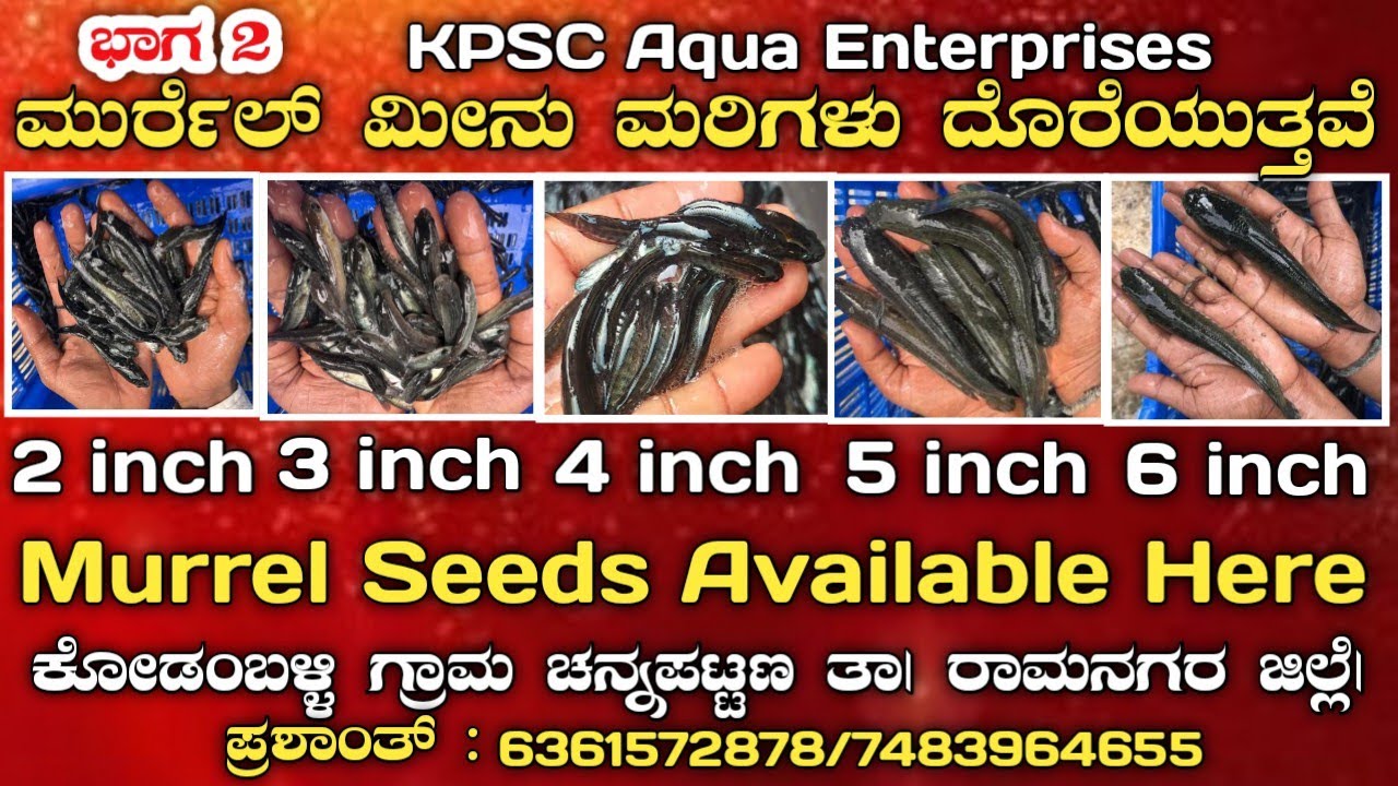 ಮುರ್ರೆಲ್ ಮೀನುಮರಿ ದೊರೆಯುತ್ತವೆ ಭಾಗ 2 #Murrelseedsavailablehere #murrelseeds #murrelfishing #fishseeds