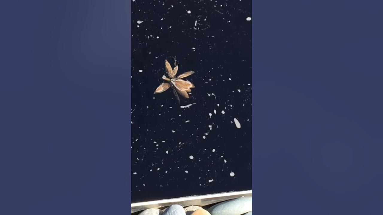 a dancing waterlily fairy
