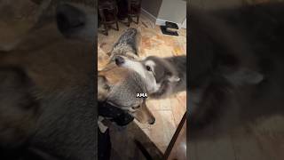 Ders verildi! 😎😤