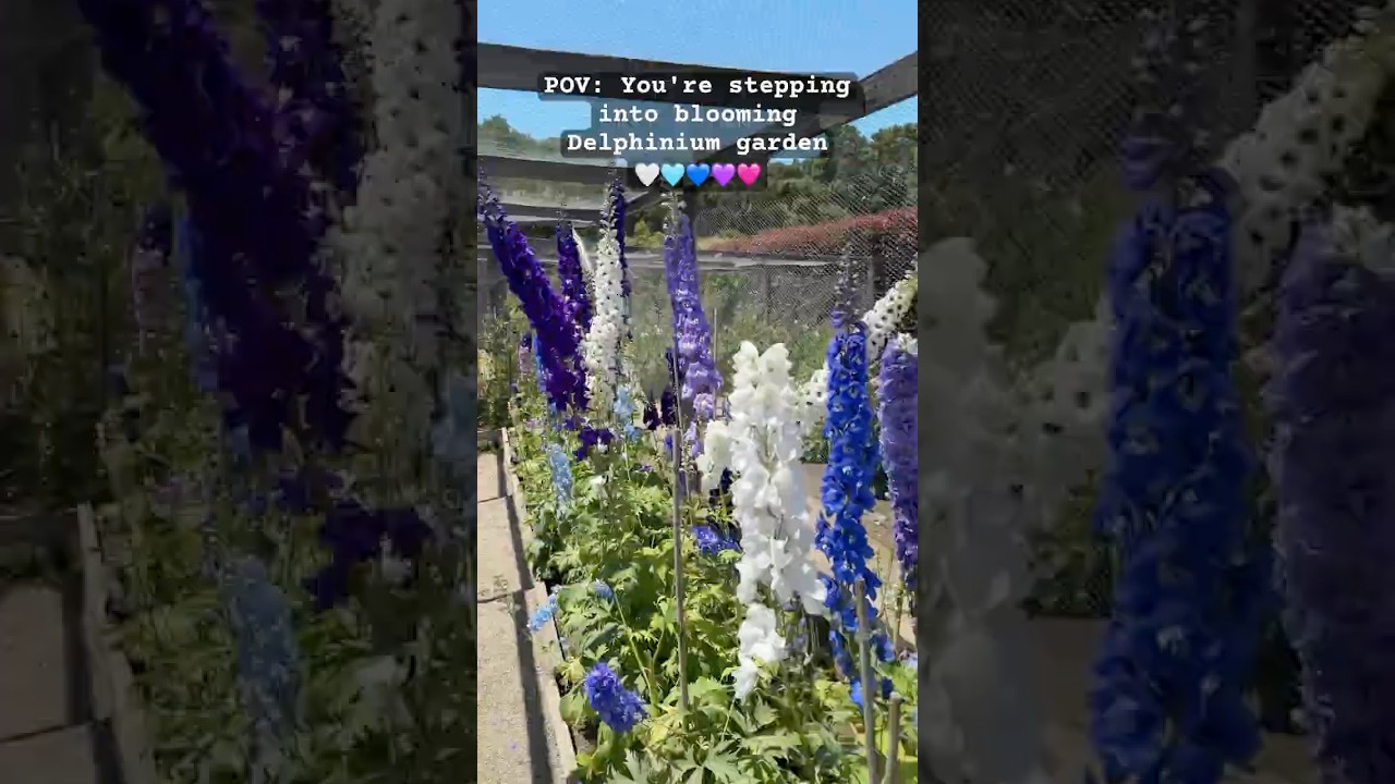 Vintage Delphinium garden🤍🩵💙💜🩷