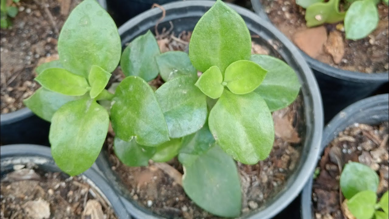 طريقة اكثار نبات قطر الندى أو تراجي العروس