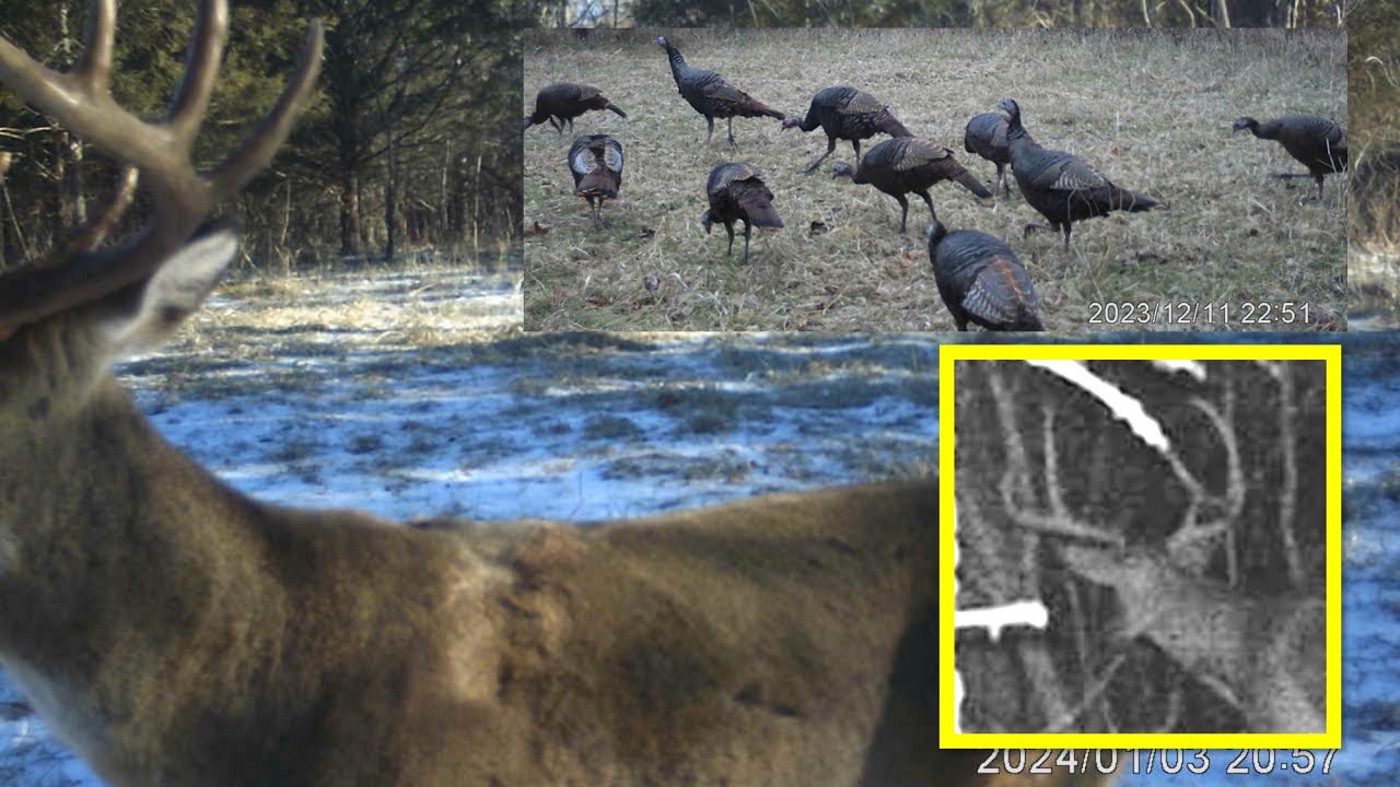 Southern Illinois hunting land for sale! Project 291 trail cam survey