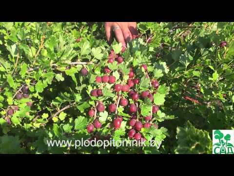 🌿 Крыжовник сорт
