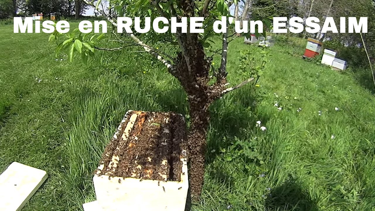 Mise en ruche suite essaimage naturel - Miel Royal