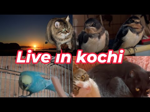 【南海トラフ）残暑と猛獣🐈猫部屋🐈　太平洋ライブカメラ　地域猫ご飯場＆セキセイインコ🐦波の音🌊　野鳥観察　kochi japan【土佐】