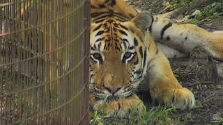 Seth Thinking Tiger Thoughts