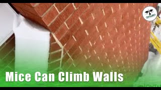 Mice Can Climb Walls - Inspection For Mice in London Ontario Can Mice Climb Stairs