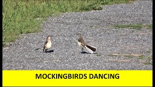 Why Do Mockingbirds Dance?