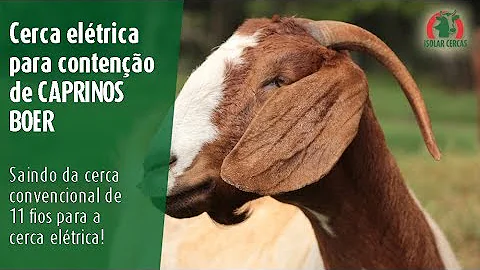 Como construir uma cerca elétrica para caprinos?