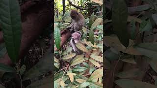 Cute Baby Monkeys Playing in the Forest Tree 🌳 So Adorable &amp; Relaxing